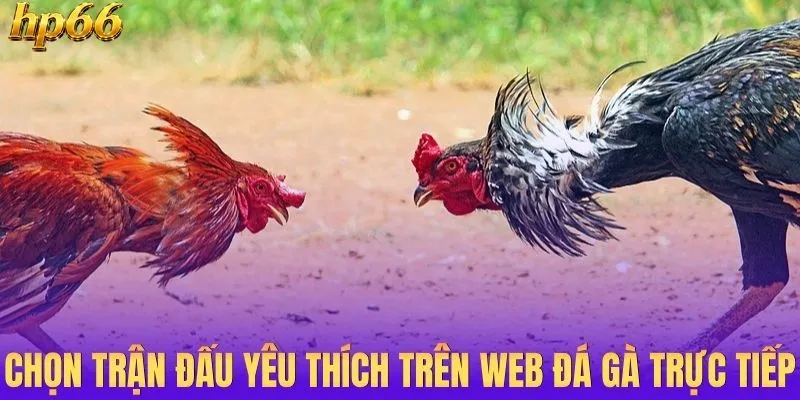 Chọn trận đấu yêu thích trên web đá gà trực tiếp