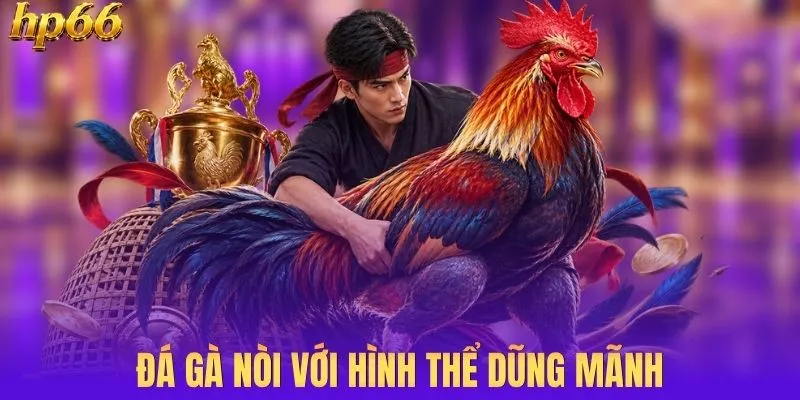 Giống gà nòi cỡ lớn có thể lực sung mãn