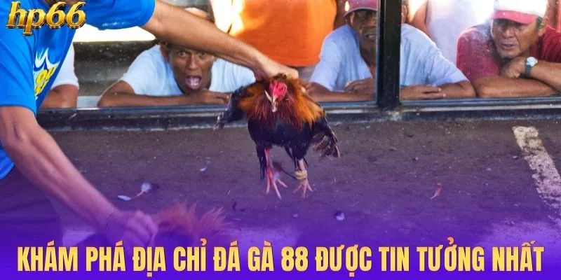 Khám phá địa chỉ đá gà 88 được tin tưởng nhất
